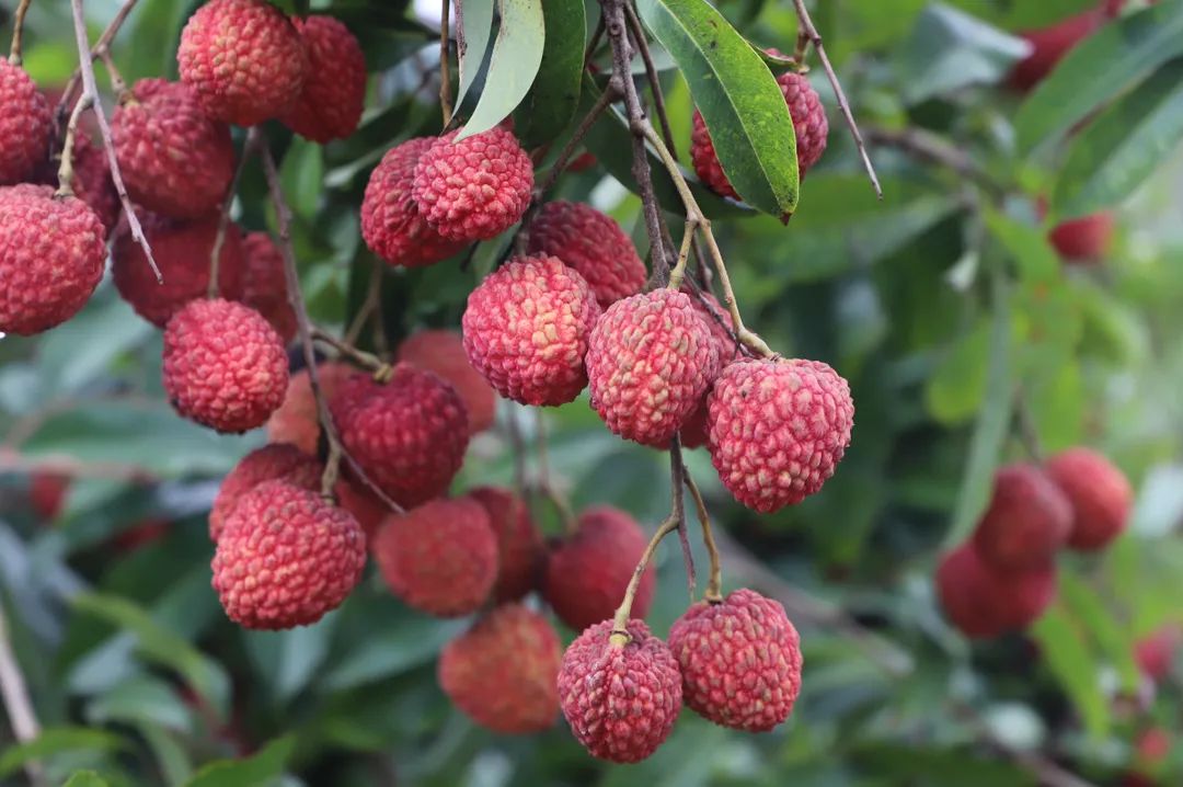 微信图片_20210712151935.jpg 微信图片_20210712151935.jpg