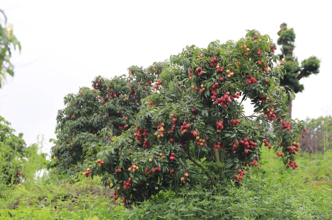 微信图片_20210712151959.jpg 微信图片_20210712151959.jpg